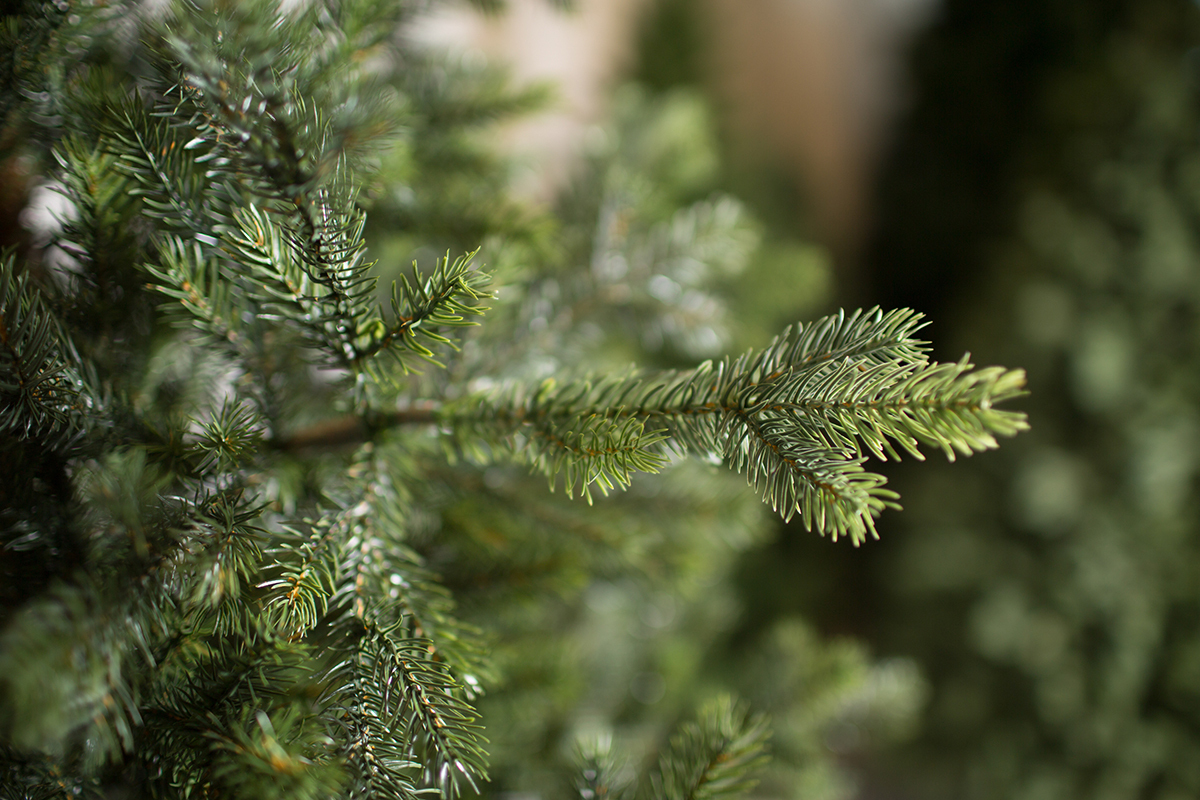 Елки Green Trees: Красота и качество для вашего праздника
